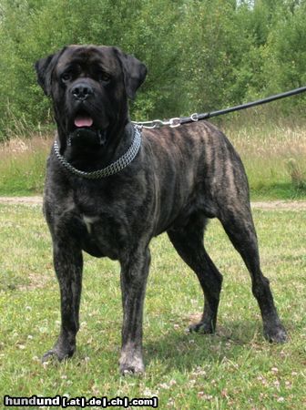 Mastiff Bulgrin im Sommer 2009