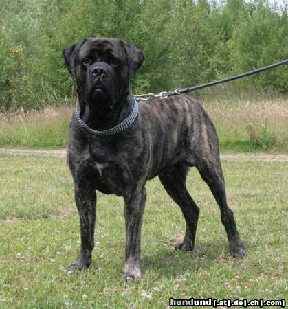 Mastiff Bulgrin im Sommer 2009