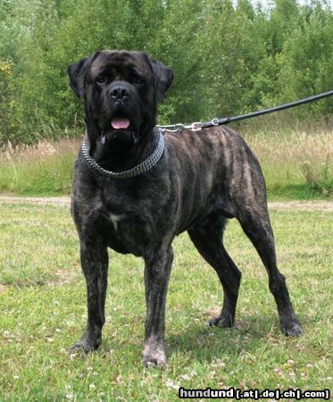 Mastiff Bulgrin im Sommer 2009