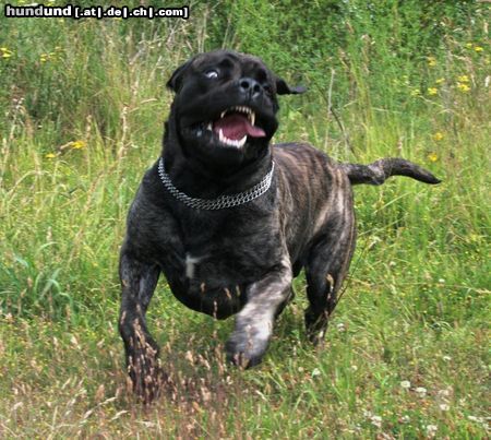 Mastiff Bulgrin im Sommer 2009