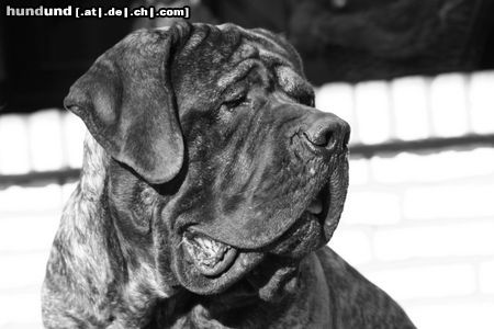 Mastiff Paul - Filou Krozair of Kregen