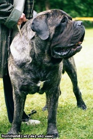 Mastiff Hunde Foto 5733 Mastiff Irebon Excalibur
