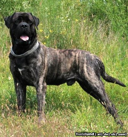 Mastiff Bulgrin im Sommer 2009