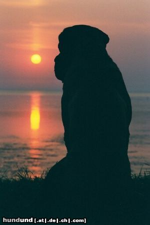 Mastiff Hunde Foto 5978 Mastiff Momente der Ruhe
