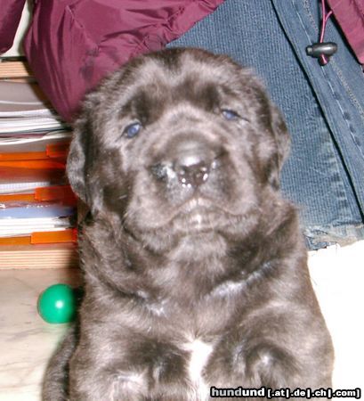 Mastiff Hunde Foto 8249 Mastiff A...Peppels 4 Wochen alt