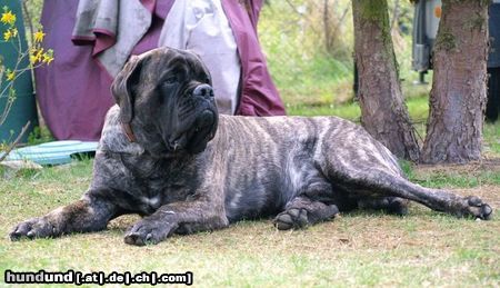 Mastiff www.mastiff-finch.de