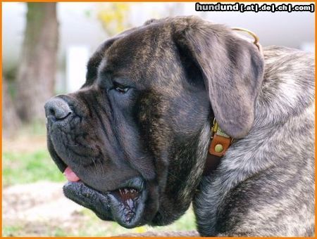 Mastiff Hunde Foto 45834 in höherer Auflösung ansehen Mastiff www.mastiff-finch.de