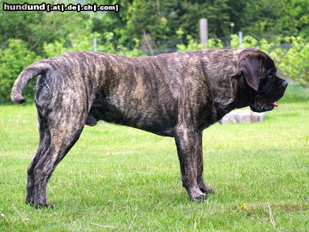 Mastiff Hunde Foto 45836 in höherer Auflösung ansehen Mastiff www.mastiff-finch.de