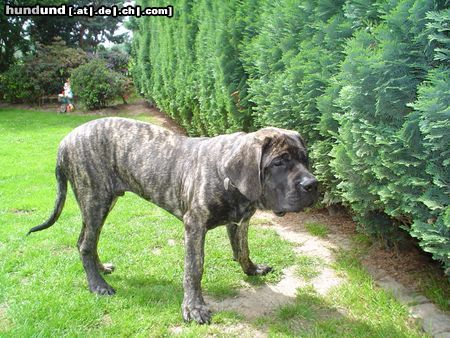 Mastiff Hunde Foto 21557 Mastiff Filou Krozairs of Kregen fast 6 Monate
