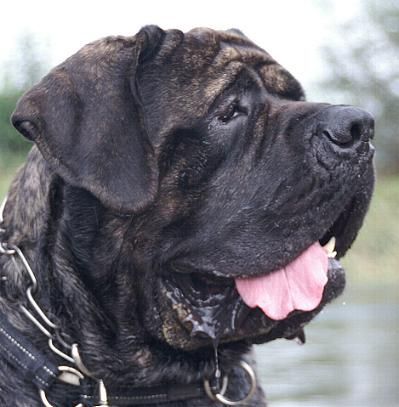 Mastiff Filou Krozair of Kregen (Paul) 3 Jahre