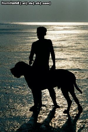 Mastiff Hunde Foto 5979 Mastiff Sonnenuntergang