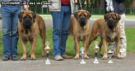 Mastiff Dragon,Dayka und Eischa v. Westerbroek