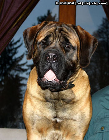 Mastiff Baltazar Royal Crest of Prussia Brandenburg