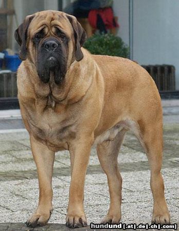 Mastiff Hunde Foto 44465 Mastiff Dragon von Westerbroek
