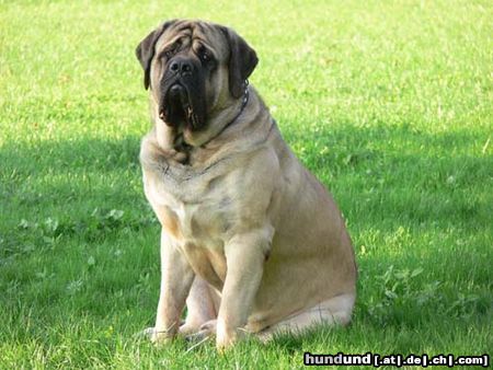 Mastiff Eddy von Westerbroek