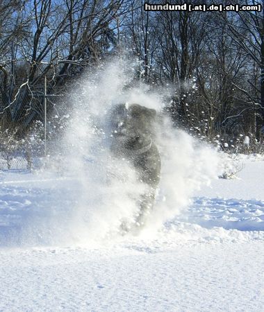 Mastiff Bulgrin im Januar 2009