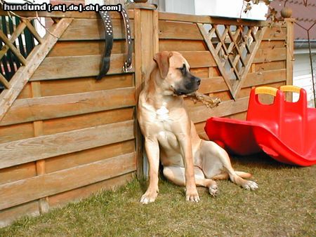 Mastiff Hunde Foto 3018 Mastiff