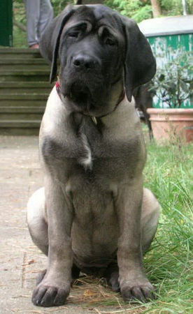 Mastiff Hunde Foto 34509 in höherer Auflösung ansehen Mastiff Jule 3,5 Monate