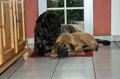 Mastiff Hunde Foto 40787 in höherer Auflösung ansehen Mastiff Jona und ihr Neffe KJ