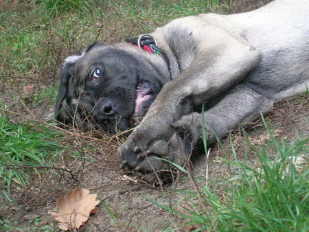Mastiff Hunde Foto 35040 Mastiff Jule-Mäuschen