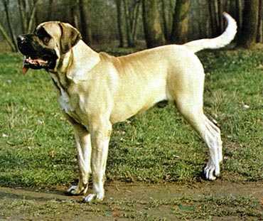 Mastiff Hunde Foto 44 Mastiff