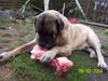 Mastiff Hund