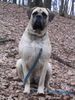 Mastiff Foto (ID 16688) Mastiff Hund