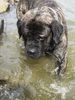 Mastiff Hund