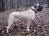 Mastiff Foto (ID 16686) Mastiff Hund
