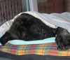 Mastiff Foto: Bulgrin frisch gebadet (ID 44777) Mastiff Hund