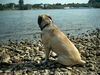 Mastiff Foto: Sam am Rhein (ID 25075) Mastiff Hund