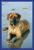 Mastiff Hund