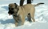 Mastiff Foto: Tegernsee 2005 (ID 19748) Mastiff Hund