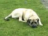 Mastiff Foto: Sam (ID 22412) Mastiff Hund