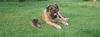 Mastiff Foto: Brunner mit Sohn (ID 44469) Mastiff Hund
