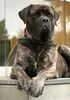 Mastiff Hund