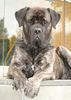 Mastiff Hund