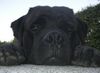 Mastiff Hund