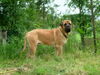 Mastiff Hund