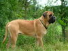 Mastiff Hund