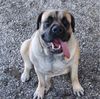 Mastiff Foto: The Mastiff Dina (ID 11296) Mastiff Hund