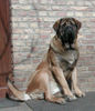 Mastiff Hund