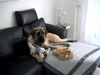 Mastiff Foto: Sam liegend auf der Couch (ID 18947) Mastiff Hund