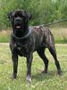 Mastiff Foto: Bulgrin im Sommer 2009 (ID 44769) Mastiff Hund