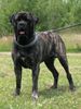 Mastiff Hund