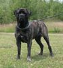 Mastiff Hund