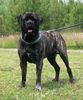 Mastiff Hund