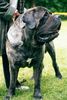 Mastiff Hund