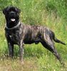 Mastiff Hund