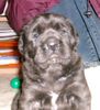 Mastiff Hund